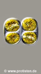 Gloeodinium montanum