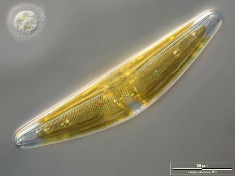 Brebissonia lanceolata