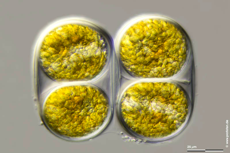 Gloeodinium montanum