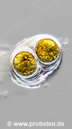 Gloeodinium montanum