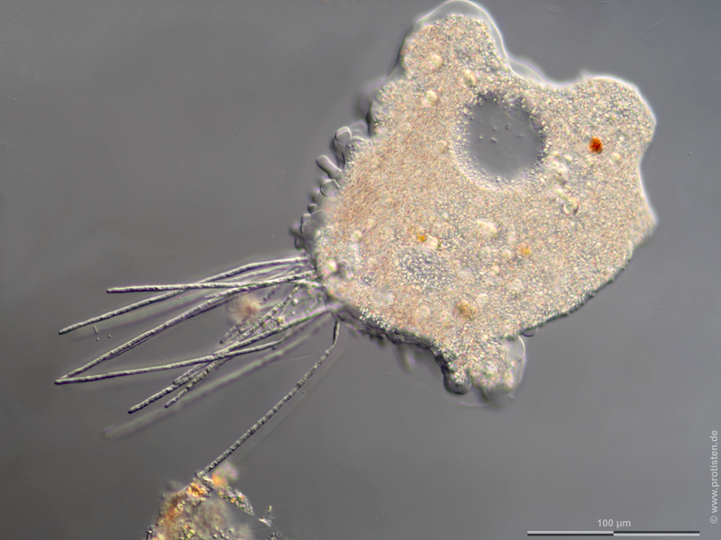 Amoeba proteus (Leidy)