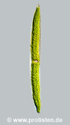 Closterium acerosum