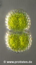Cosmarium amoenum