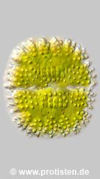 Cosmarium caelatum