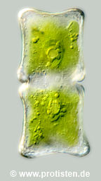 Cosmarium decedens