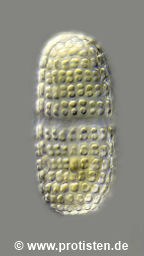 Cosmarium elegantissimiforme