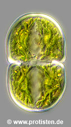 Cosmarium pseudowillei