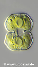 Cosmarium regnellii