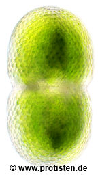 Cosmarium striolatum