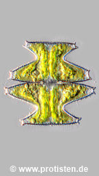 Micrasterias pinnatifida