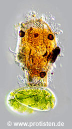 Pseudonebela africana