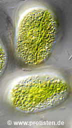 Serritaenia spec.