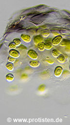 Serritaenia spec.