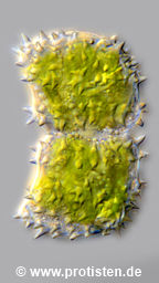 Staurastrum capitulum