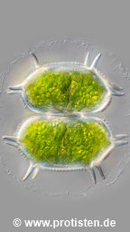 Xanthidium antilopaeum