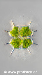 Xanthidium basiornatum