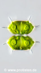 Xanthidium laeve