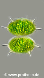 Xanthidium laeve