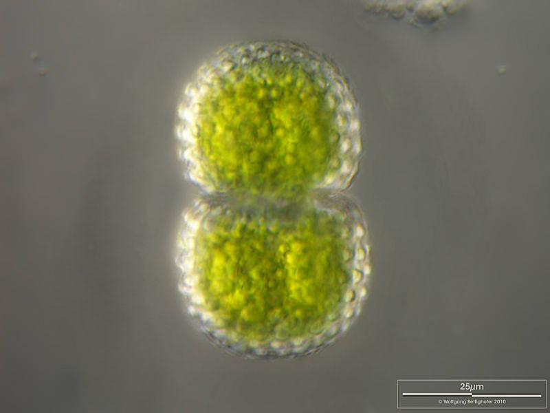 Cosmarium amoenum