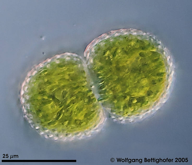 Cosmarium amoenum