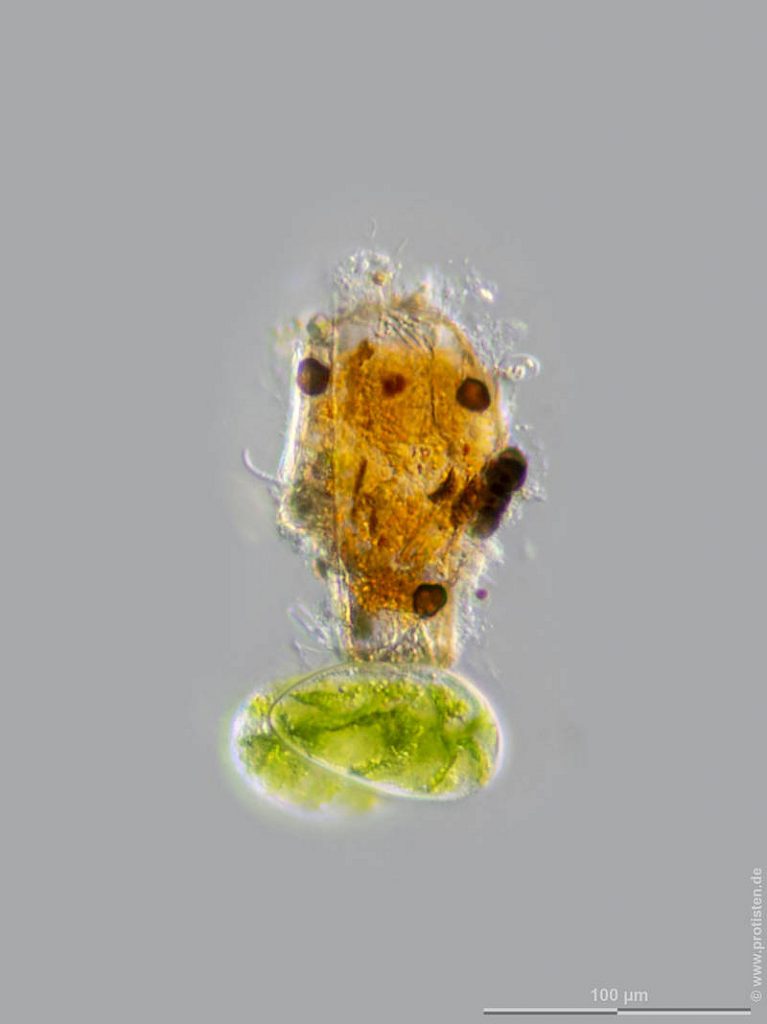 Pseudonebela africana