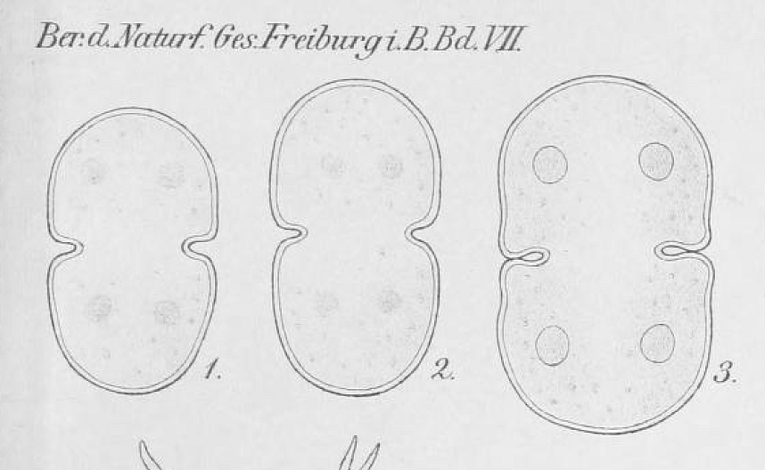 Cosmarium quadratum var. willei sensu Schmidle/Wille