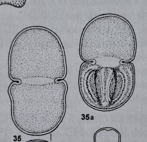 Cosmarium quadratum var. willei sensu Krieger&Gerloff/Lenzenweger