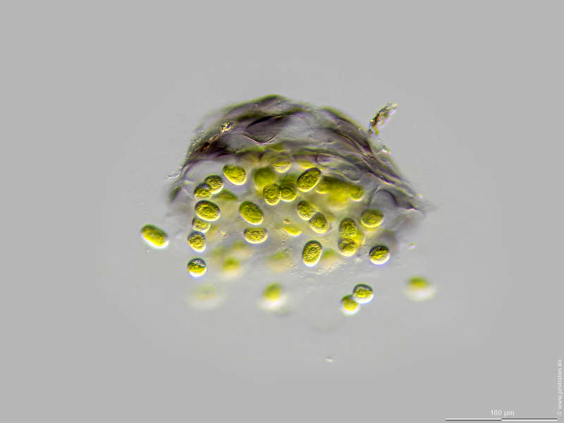 Serritaenia spec.