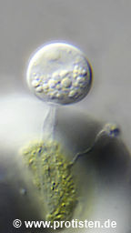 Chitrid on Chroococcus turgidus