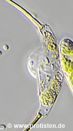 Chitrid on Desmodesmus opoliensis