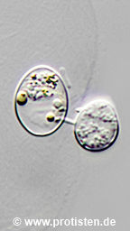 Chitrid on Oocystis lacustris