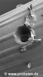 Parasite hole in Closterium costatum