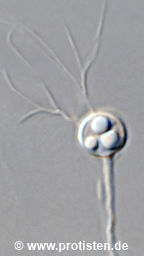 Rhizophydium ubiquetum