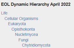 Chytridiomycota