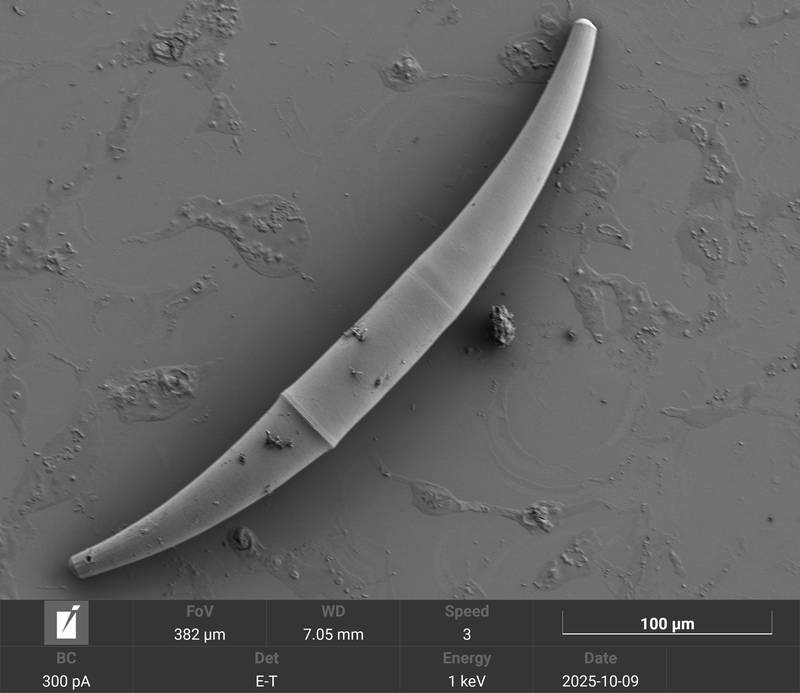 Parasite hole (1) in Closterium costatum