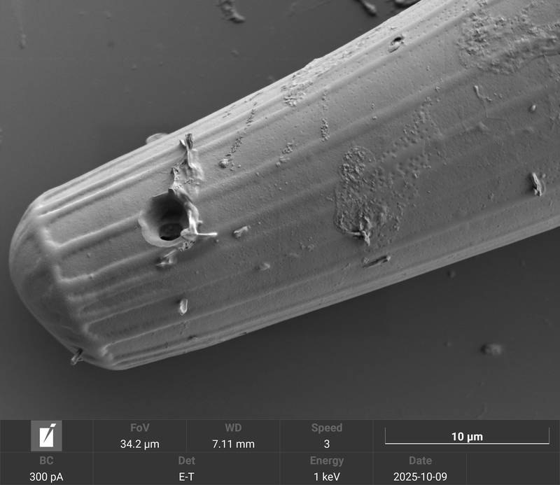 Parasite hole (2) in Closterium costatum