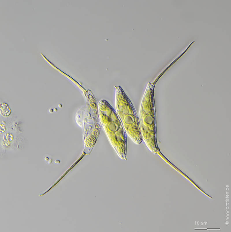 Chytrid on Desmodesmus opoliensis