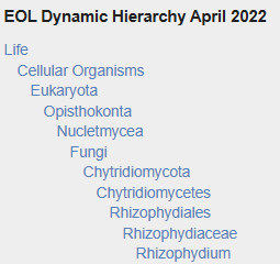 Rhizophydium