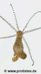 Hydra circumcincta