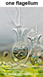 Salpingoeca amphoridium