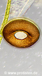 Arcella crenulata