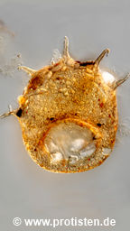Centropyxis aculeata