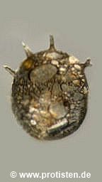 Centropyxis aculeata