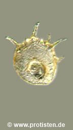Centropyxis spinosa