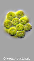 Coelastrum astroideum