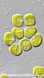 Korschpalmella mucosa