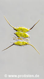 Desmodesmus opoliensis var. carinatus