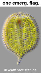 Lepocinclis hispidula