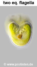 Mesostigma viride