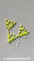Micractinium bornhemiense
